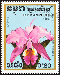 Cattleya labiata orchid (Kampuchea 1988)