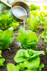 Fertilizes of lettuce field