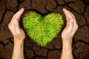 hands holding green heart shaped tree on crack earth