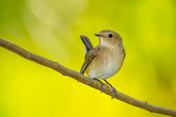 Red-throated Flycatcher (Ficedula albicilla) stair at us