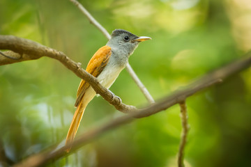 Asian Paradise Flycatcher (Terpsiphone paradisi ) in nature