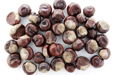 Chestnut isolated