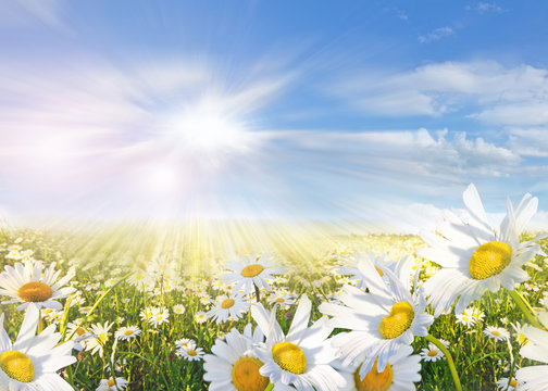 Fototapeta Margeritenwiese im Frühling :)