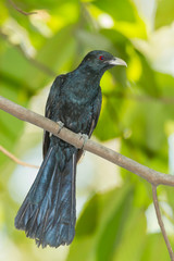 The portrait of Male Common Koel  in nature