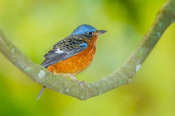 Young White-throated Rock Thrush (Monticola gularis)