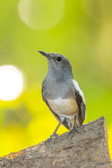 Portrait of female Oriental Magpie Robin (Copsychus saularis)