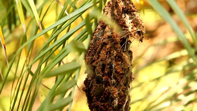 little bird flying give food to her son
