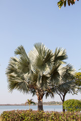 detail of palm fronds on a beautiful bismark palm tree 