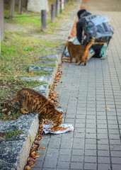 Feeding street cat