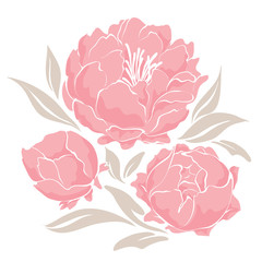 Pink peonies © imagination13