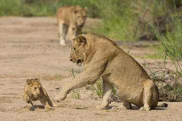Fototapeta na wymiar Kuba i matka African Lion (Panthera leo), Republika Południowej Afryki