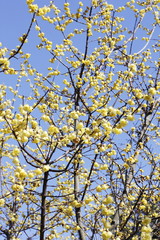 ソシンロウバイ