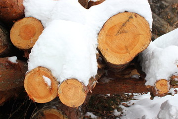 Mit Schnee bedeckte Holzstämme auf einem Stapel