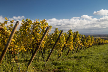 Winery