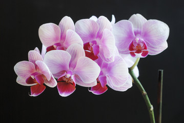 Panele Szklane  piękna różowa orchidea na ciemnym tle