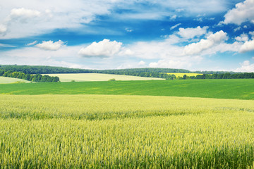 Wheat field and blue sky