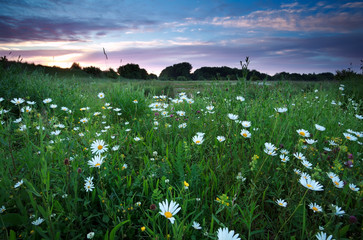 Fototapeta na wymiar chamomile flowers on summer meadows at sunset
