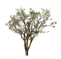 Obraz premium Neem tree (Azadirachta indica) isolated on white background