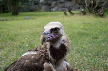 Geier Berliner Tierpark