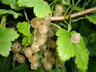 White currants on the bush
