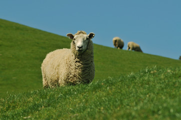 Sheep grazing on meadow
