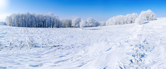 Obraz premium panorama of the winter forest