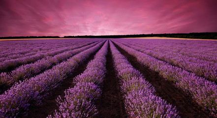 Prachtig lavendelveldlandschap bij zonsondergang