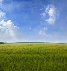 Obraz premium Field of wheat
