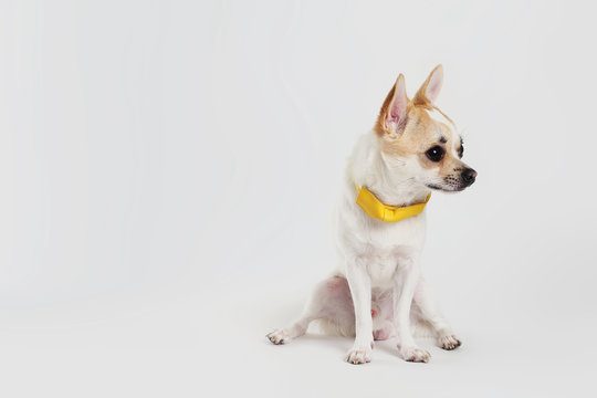 Chihuahua Yellow Collar