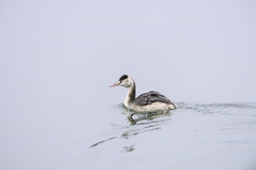 Great Crested Grebe