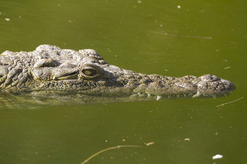 Alligator (Alligator Mississippiensis)