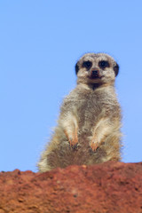 Meerkat