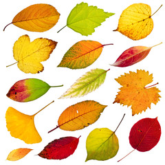 autumn leaves isolated on white background