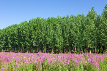 Field of wild flowers with a forest - poplar trees in the backgr