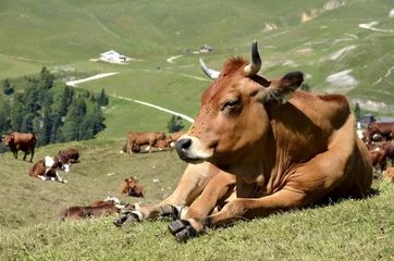 Acrylic kitchen splashbacks Cow Tarine cow in the French Alps