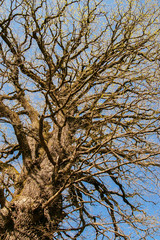 Fototapeta premium The old dead tree and landscape