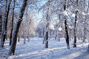 Winter forest in a frosty sunny day