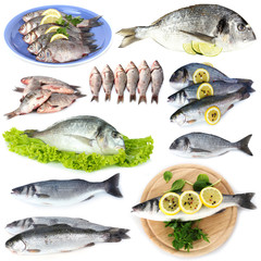 Fresh fish and fish dishes isolated on white