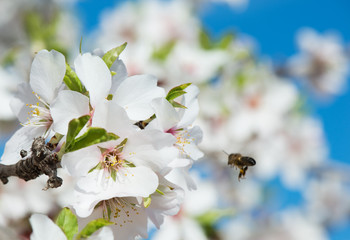 Almond Blossom and bee