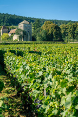 Fototapeta na wymiar Burgundia obszar winnic