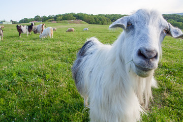 Obraz premium funny goat looking to a camera in a field