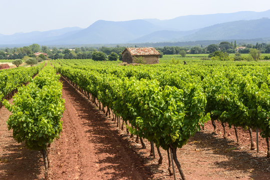 Vineyards in Var (Provence)