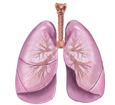 lungs of the person