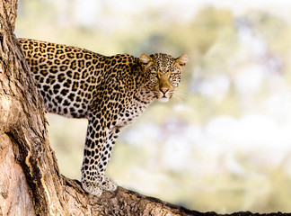 Leopard in a tree - 61163027