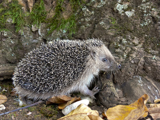 riccio (Erinaceus europaeus) © paolofusacchia