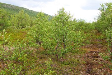 Fototapeta na wymiar Flora of tundra