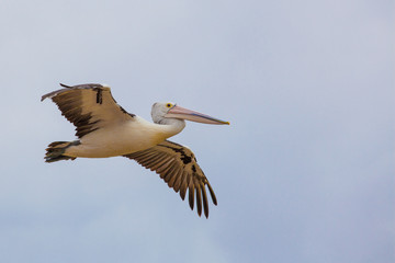 Australian Pelican spreading wings in flight