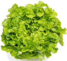 lettuce  (Lactuca sativa)