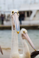 Extreme closeup of Australian Pelican making a funny face