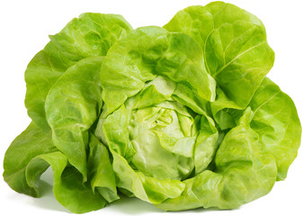 lettuce  (Lactuca sativa)